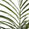 Flora Kentiapalme H185