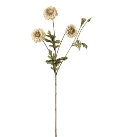 Fløyelsblomst Krem H55