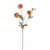 Fløyelsblomst Lys Brun H55