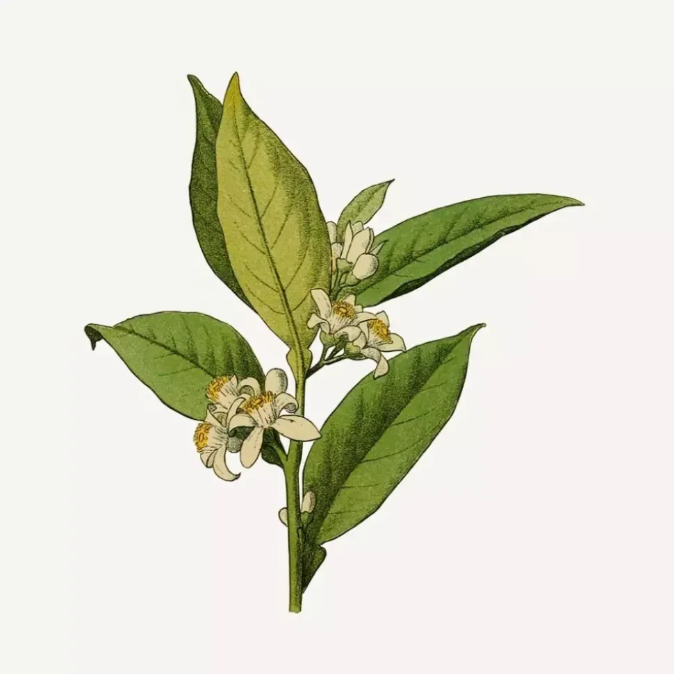 Flytende Såpe - Orange Blossom