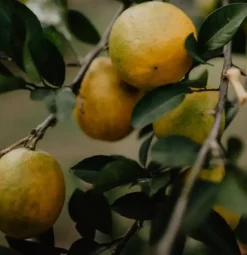 Flytende Såpe - Sicilian Lemon