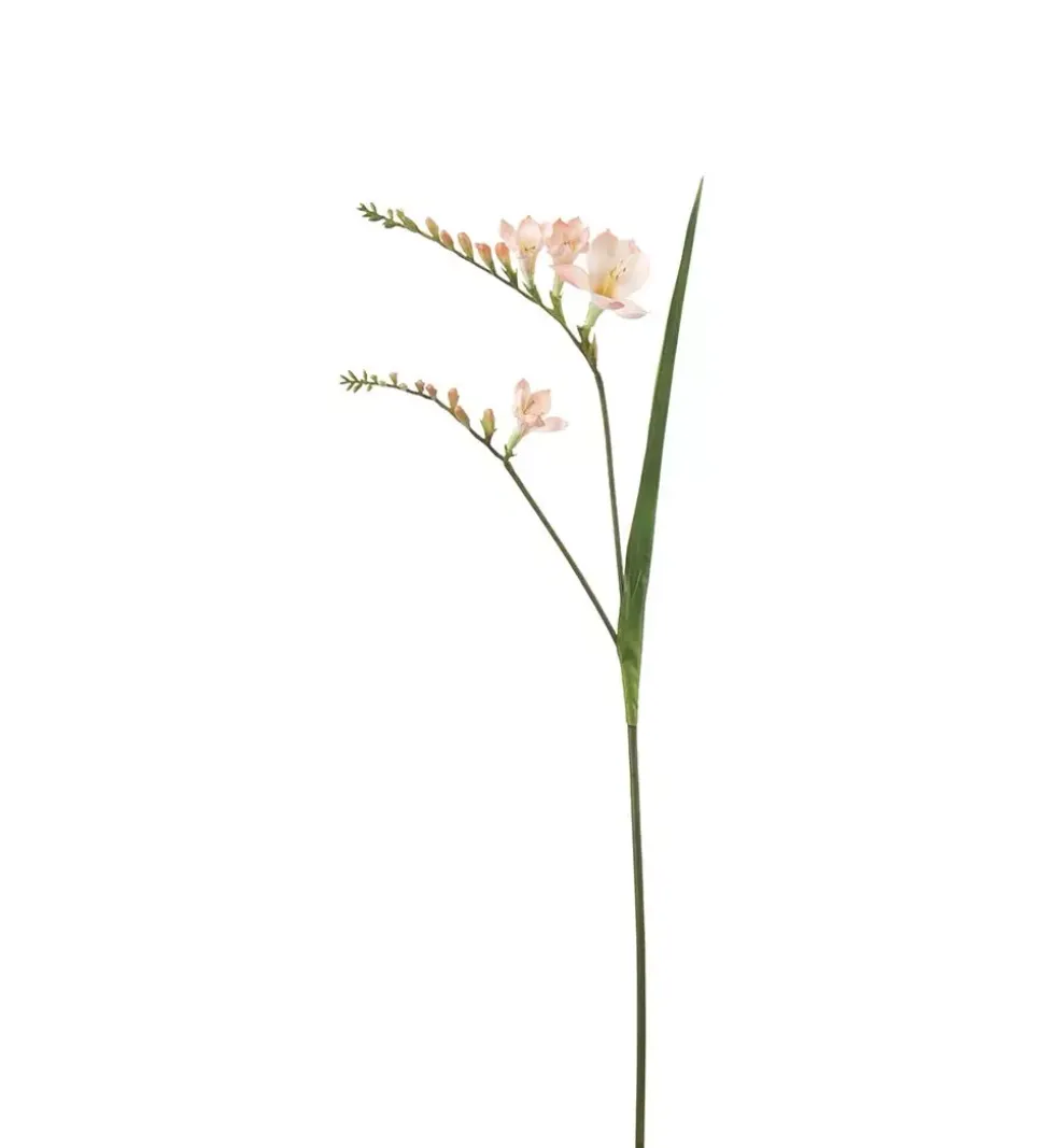 Fresia Lyserosa H60