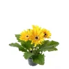Gerbera Gul H30