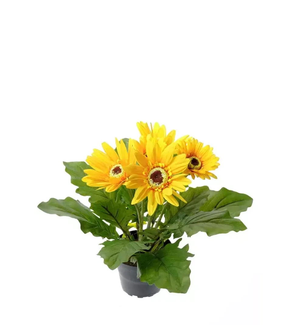 Gerbera Gul H30