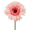 Gerbera Lysrosa H55
