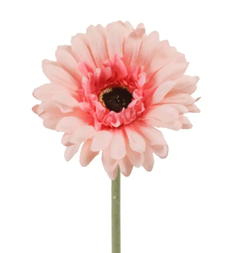 Gerbera Lysrosa H55