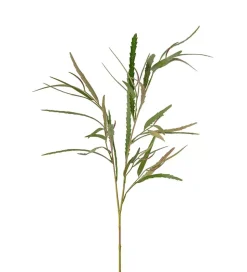 Grevillea Grønn H95