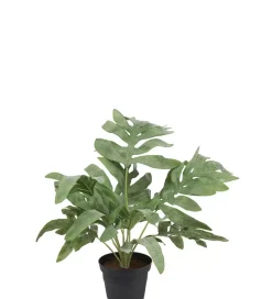 Grønn Plante H30