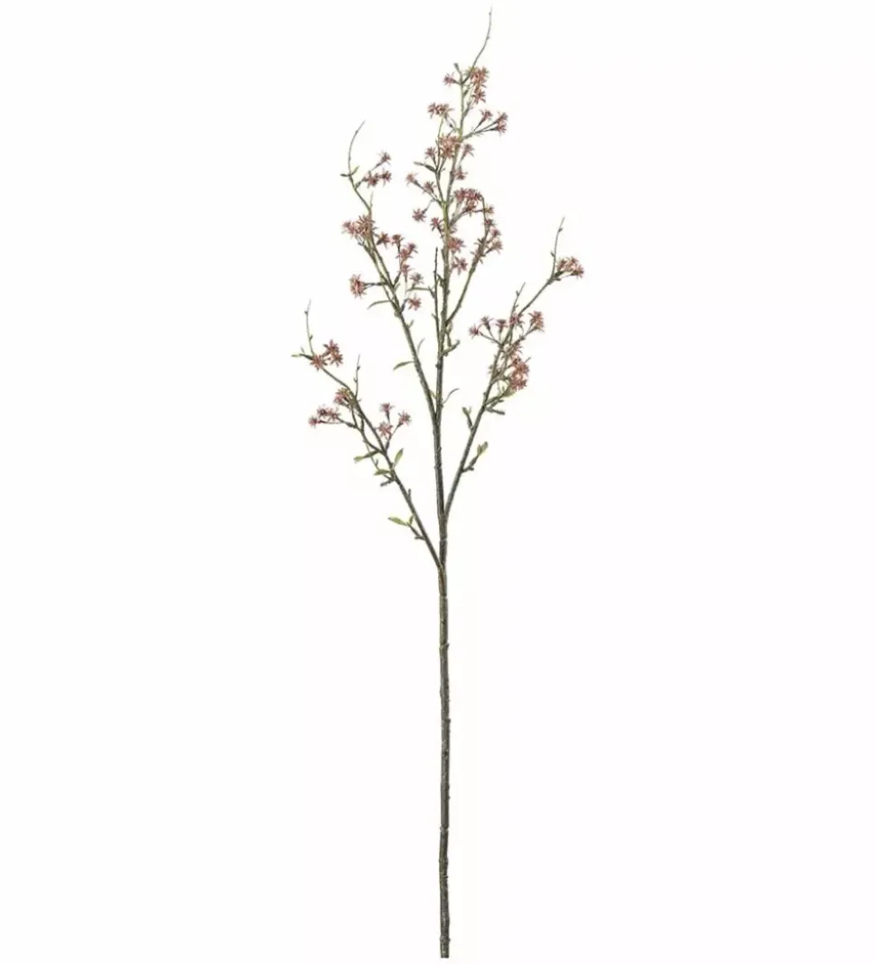 Gypsophila H90