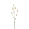 Haresvans Beige H70
