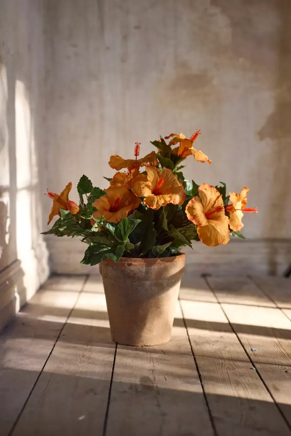 Hibiscus Orange