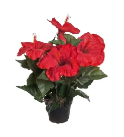 Hibiscus Rød H36