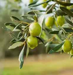 Håndkrem - Italian Olive Oil