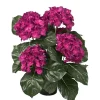 Hortensia Dyp Rosa H37