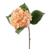 Hortensia Fersken H40