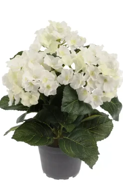 Hortensia Hvit H30