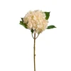 Hortensia Krem H40