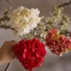 Hortensia Med Klype Krem