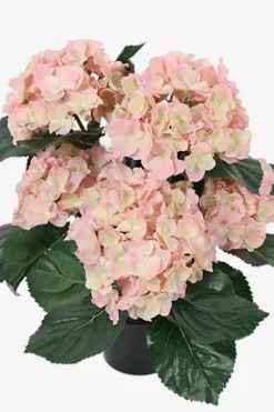 Hortensia Rosa H37