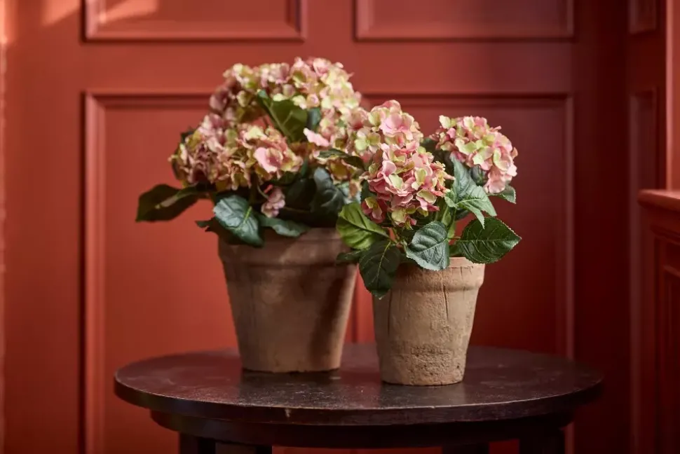 Hortensia Rosa H30