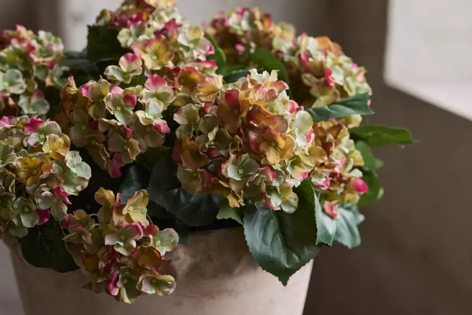 Hortensia Rosa H30