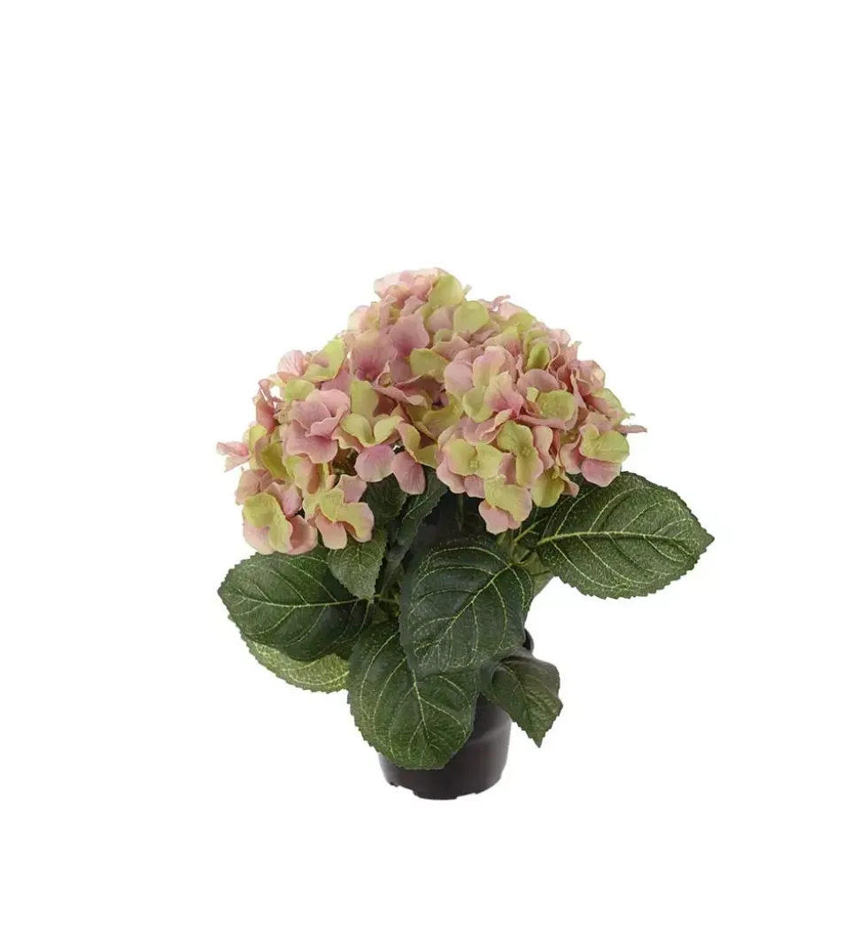 Hortensia Rosa H30