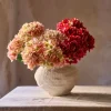 Hortensia Rosa H48