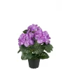 Hortensia Sterk Lilla H30
