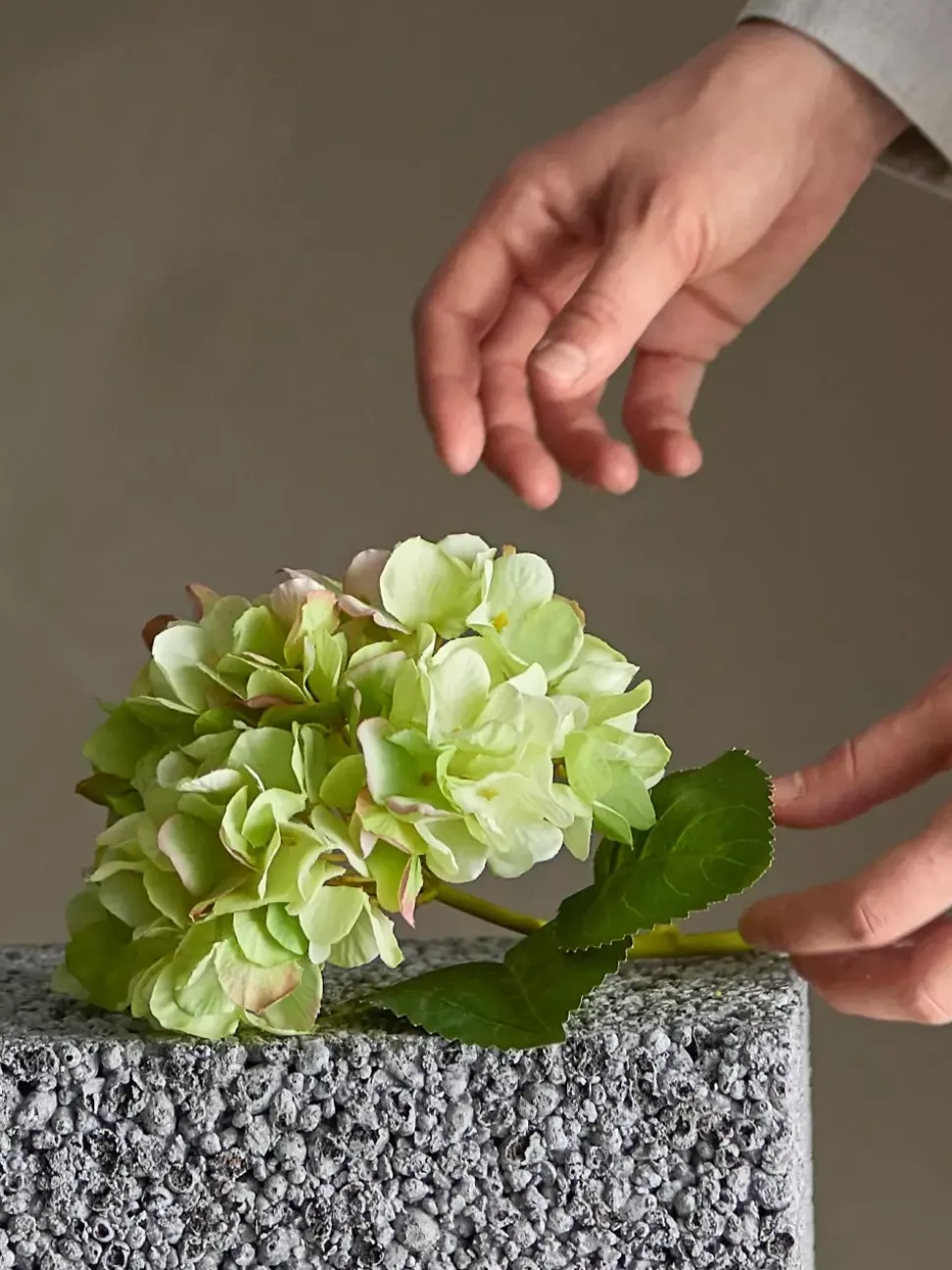Hortensia Stilk Hvit H36