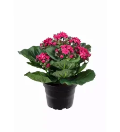 Ildtopp Rosa H20