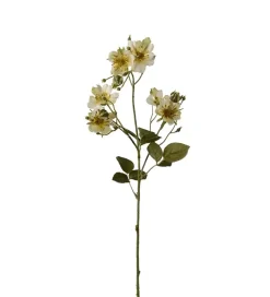 Japansk Klatrerose Grønn H65