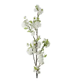 Kirsebærblomst Hvit H120