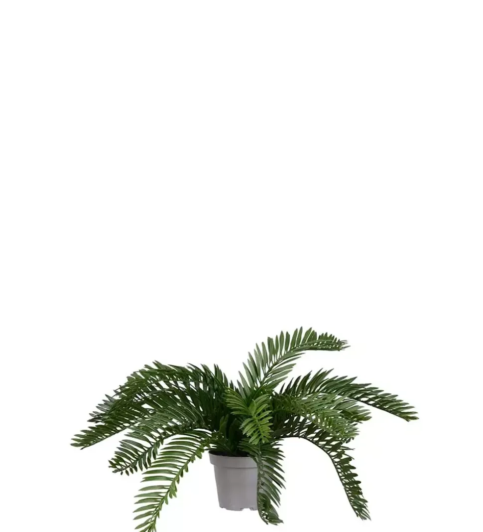 Kongesagopalme H20