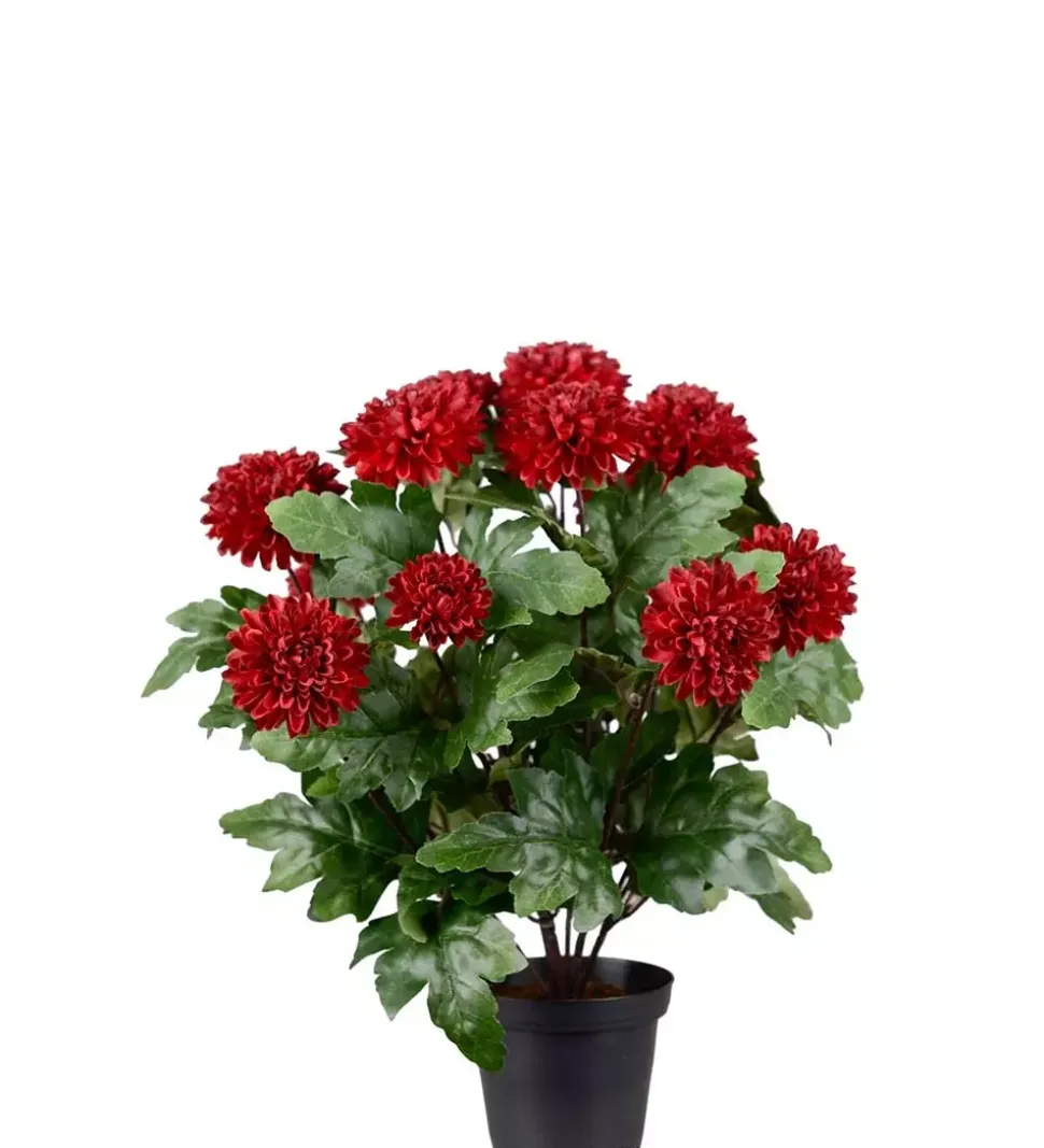 Krysantemum Burgunder H30