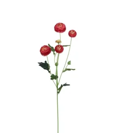 Krysantemum Burgunder H60