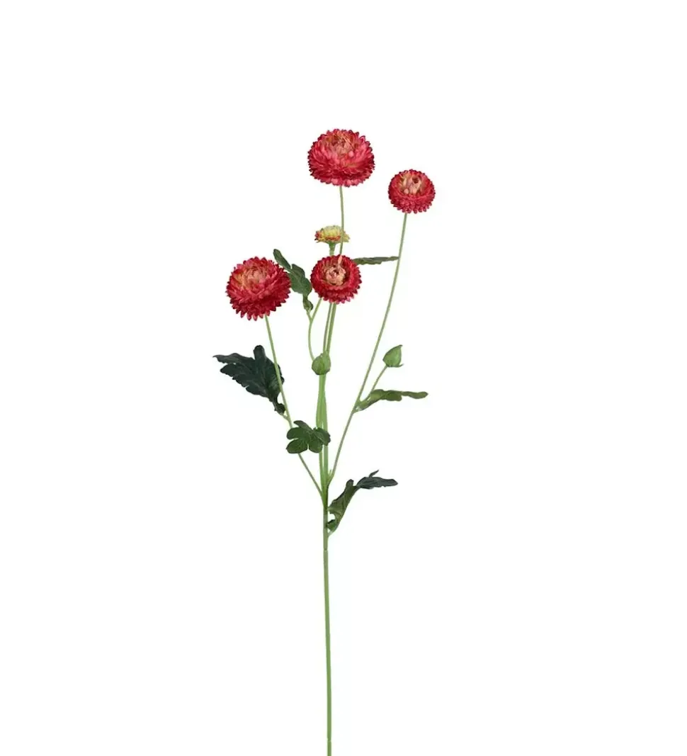 Krysantemum Burgunder H60