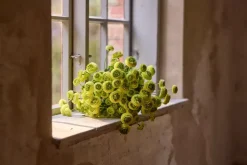 Krysantemum Grønn H60