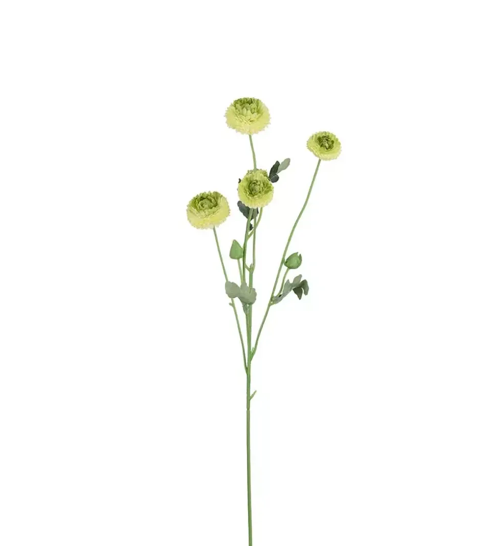 Krysantemum Grønn H60