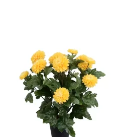 Krysantemum Gul H30