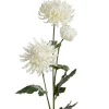Krysantemum Hvit H60