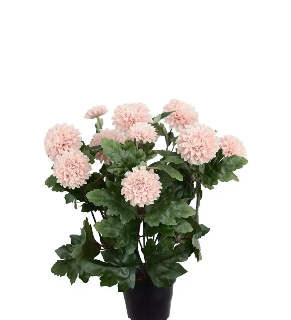 Krysantemum Rosa H30