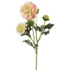 Krysantemum Rosa H52