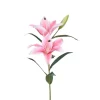 Lilje Rosa H60