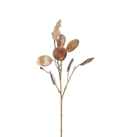 Lunaria Brun H55
