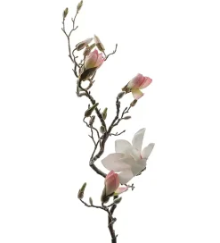 Magnolia H135