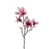 Magnolia Rosa H50