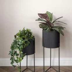 Maranta H48