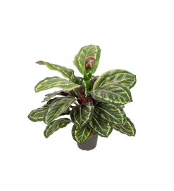 Maranta H48