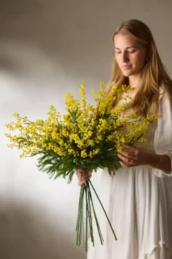 Mimosa Gul H68