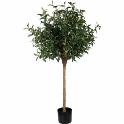 Oliven Tre H120